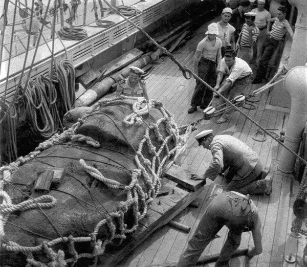 Imagen histórica del traslado de un moai, sujeto con cuerdas a bordo de un barco.